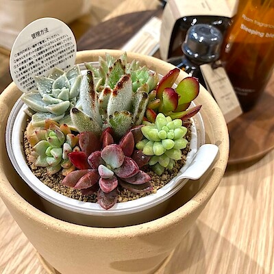 底面給水鉢の多肉植物・3号 | 無印良品